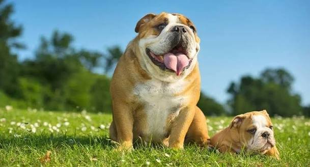 English Bulldog