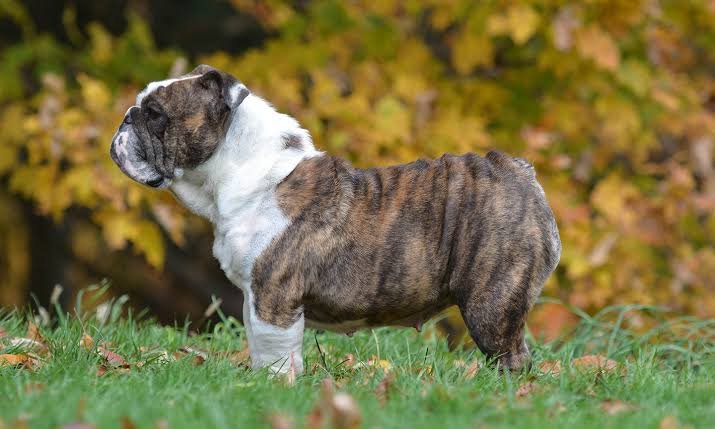English Bulldog