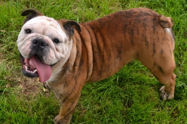 English Bulldog