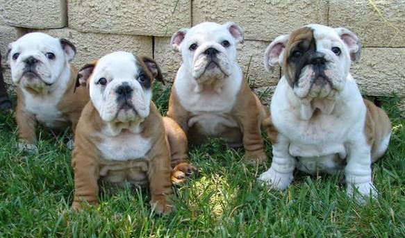 English Bulldog