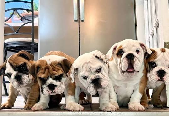 English Bulldog
