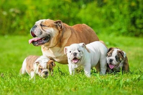 English Bulldog
