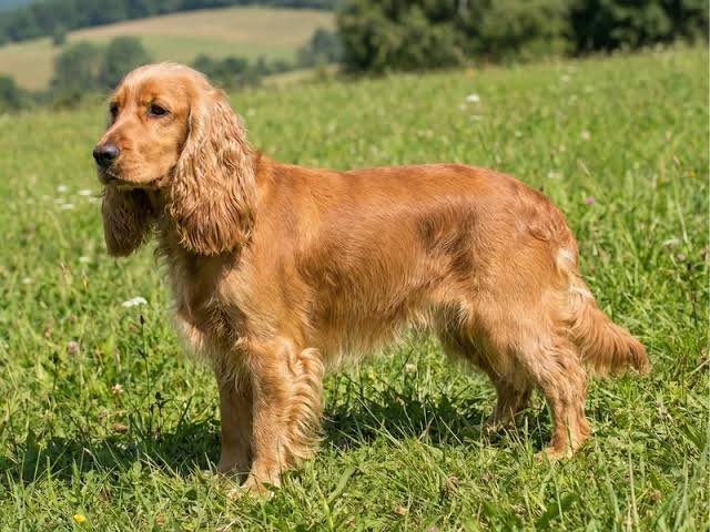 English Cocker Spaniel