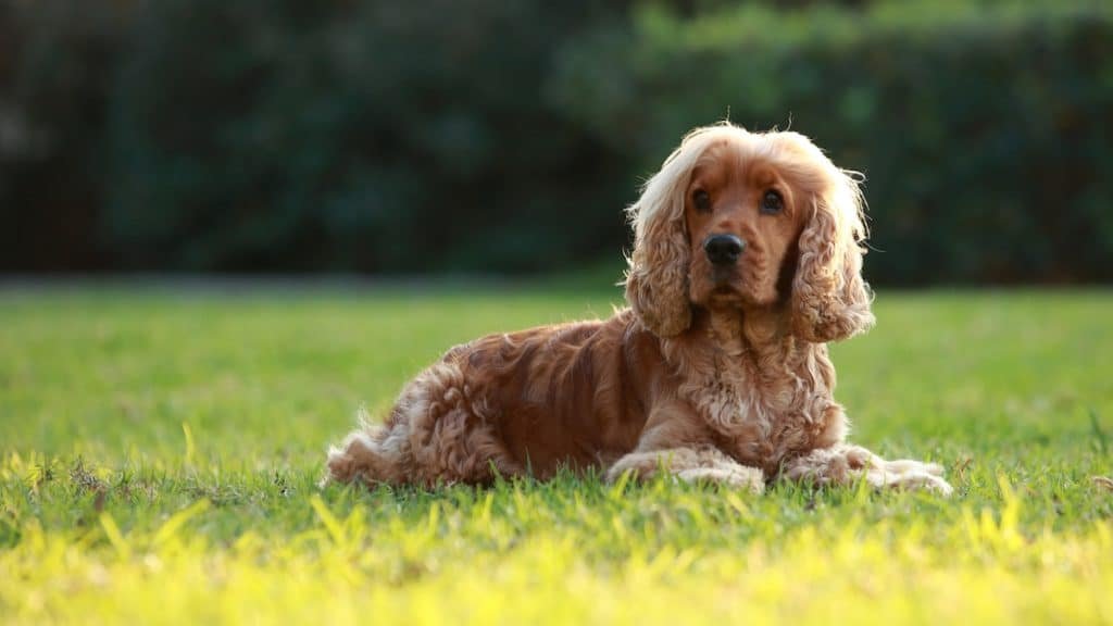 English Cocker Spaniel