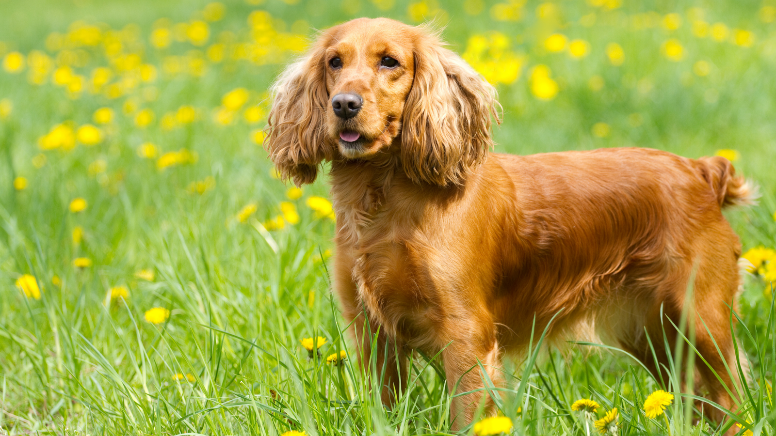 English Cocker Spaniel