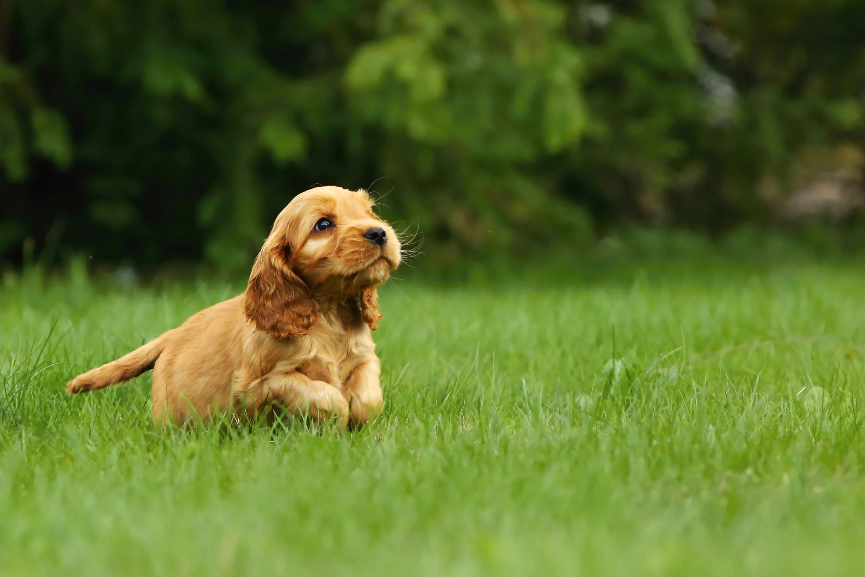 English Cocker Spaniel