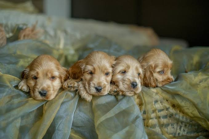 English Cocker Spaniel