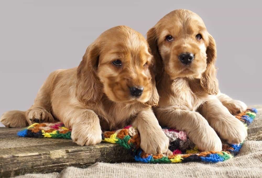 English Cocker Spaniel