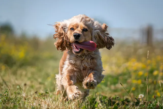 English Cocker Spaniel