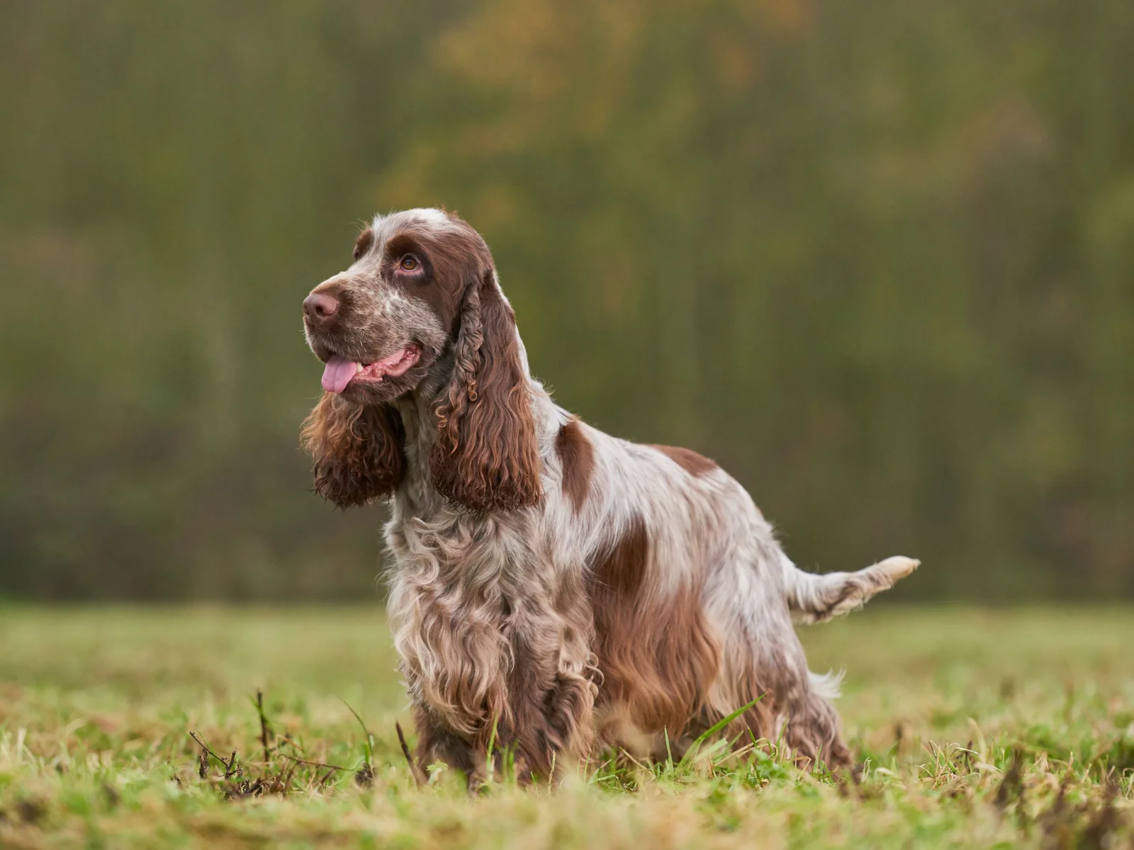 English Cocker Spaniel