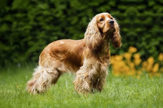 English Cocker Spaniel