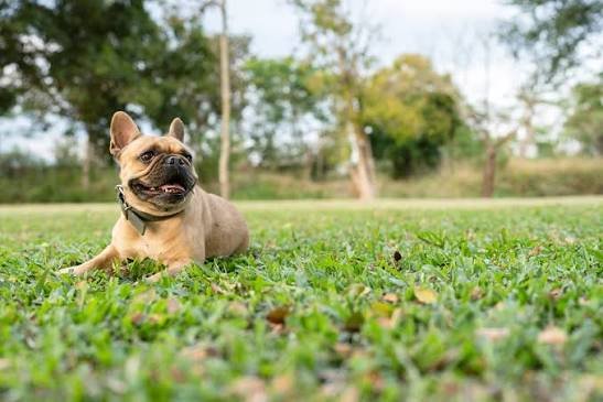 French Bulldog