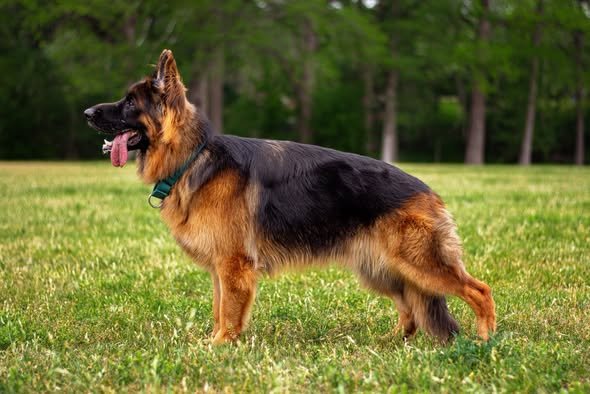 German Shepherd Dog
