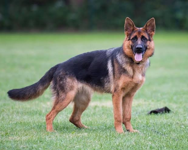German Shepherd Dog