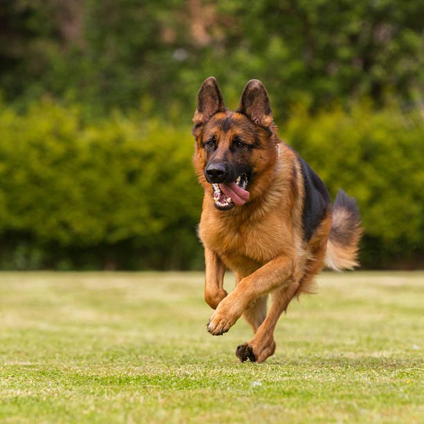 German Shepherd Dog