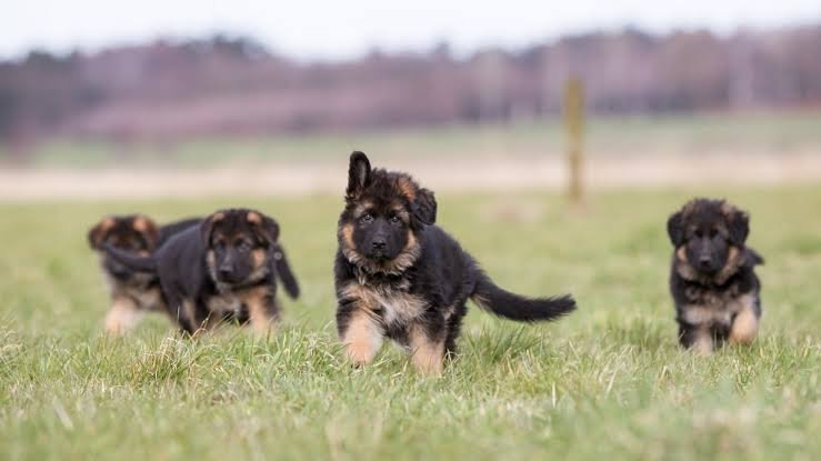 German Shepherd Dog
