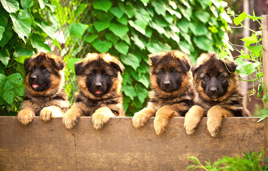 German Shepherd Dog