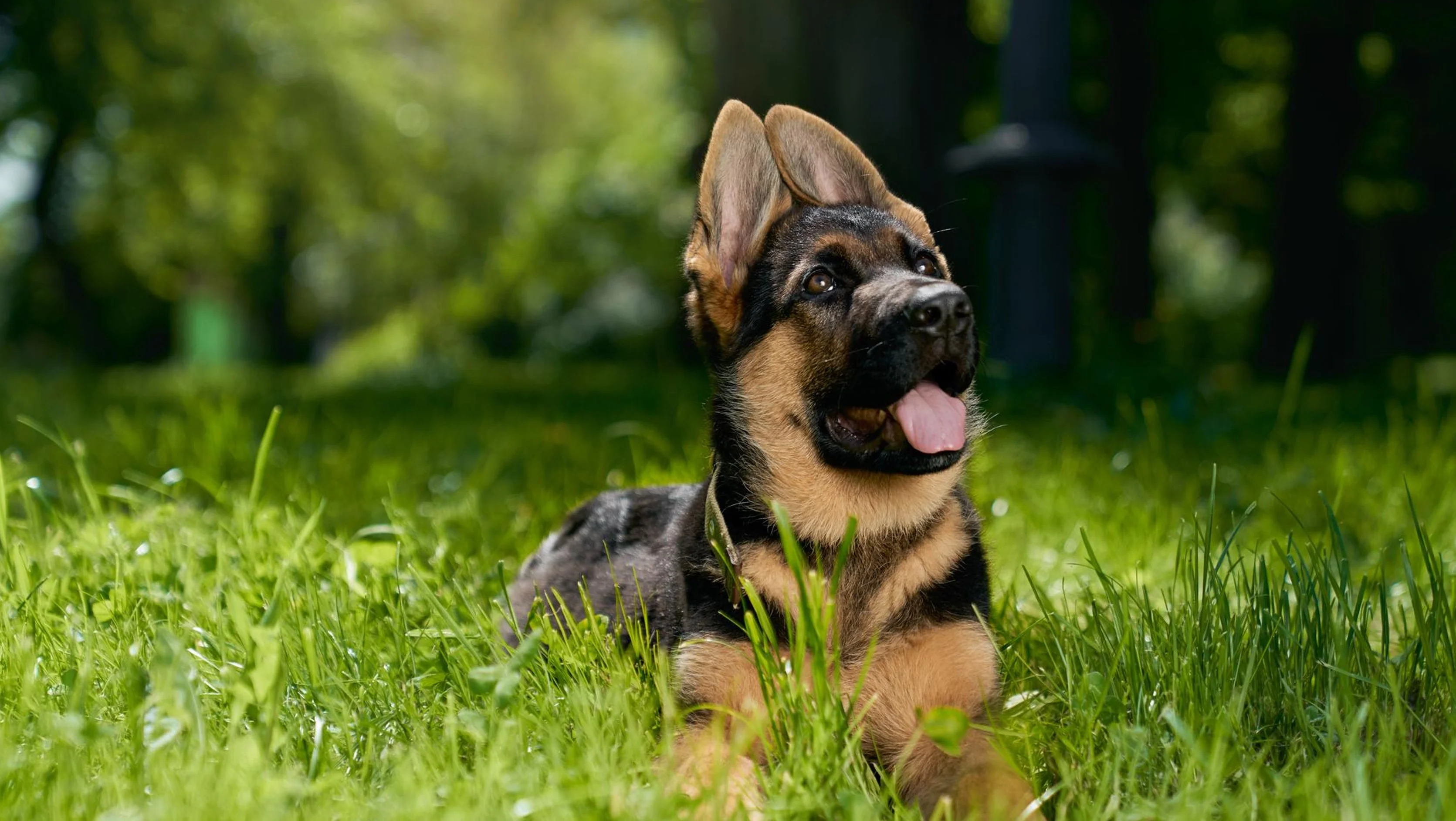 German Shepherd Dog