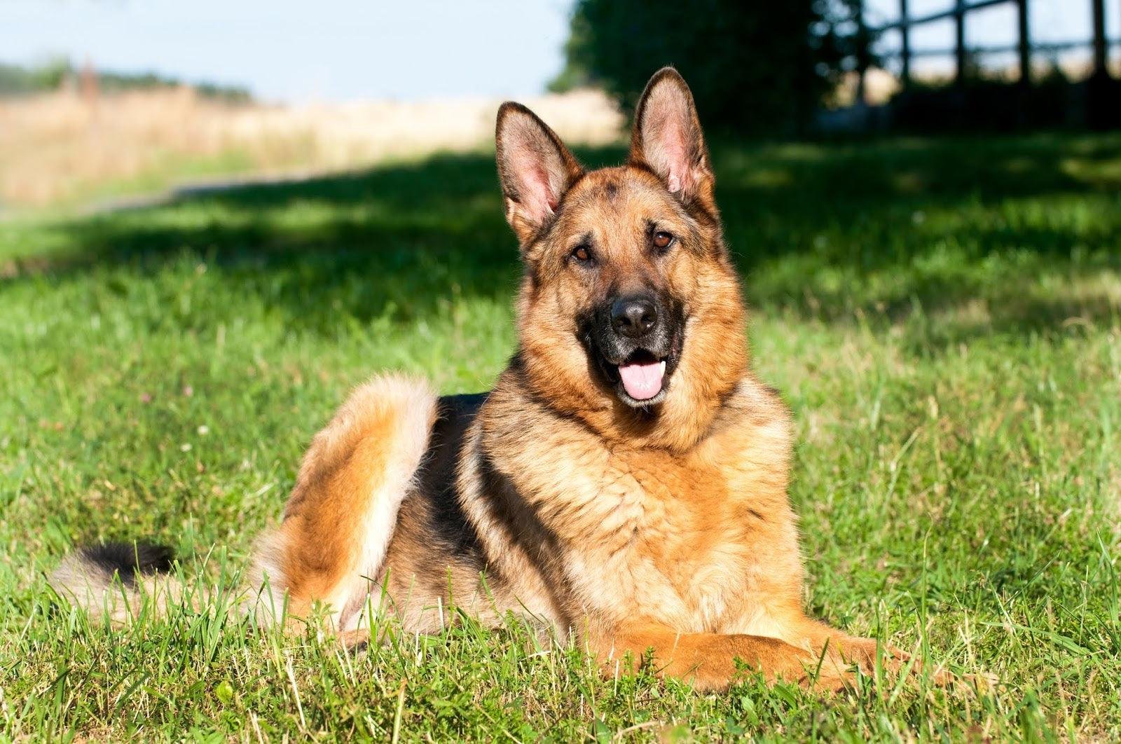 German Shepherd Dog