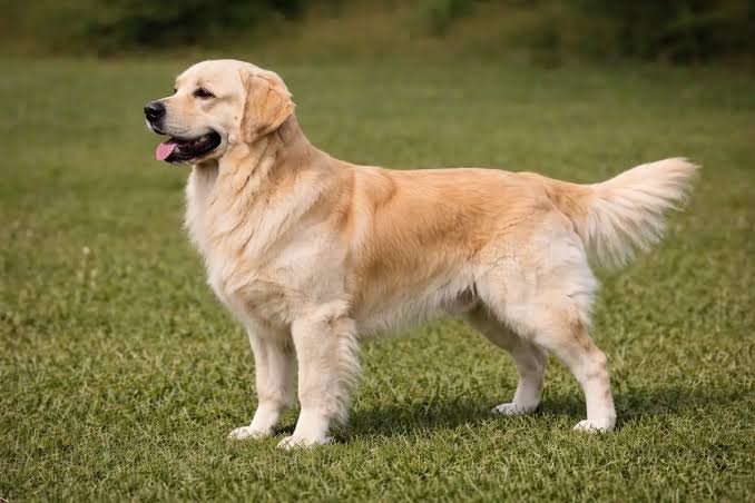 Golden Retriever