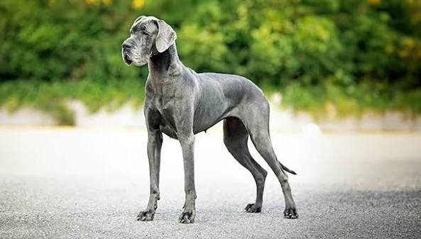 Great Dane