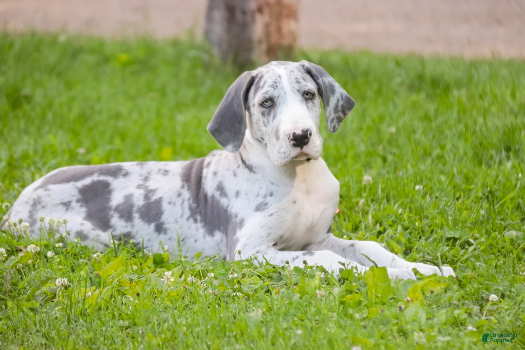 Great Dane