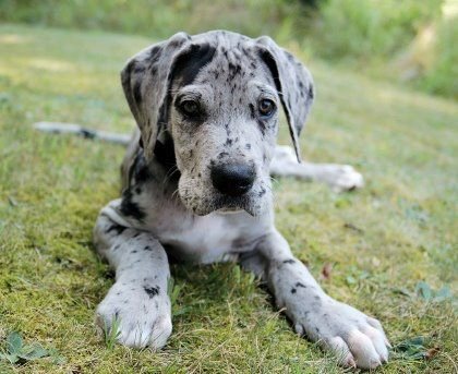 Great Dane