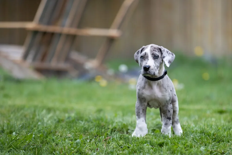 Great Dane