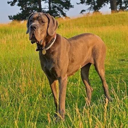 Great Dane