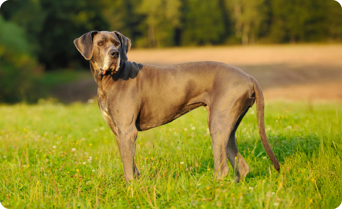 Great Dane