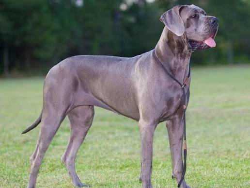 Great Dane