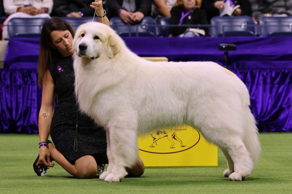 Great Pyrenees