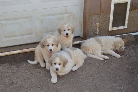Great Pyrenees
