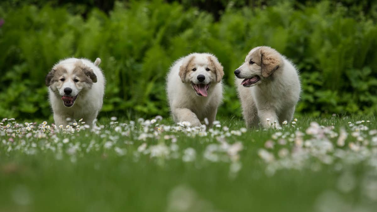Great Pyrenees