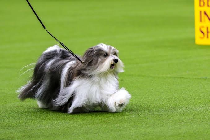 Havanese