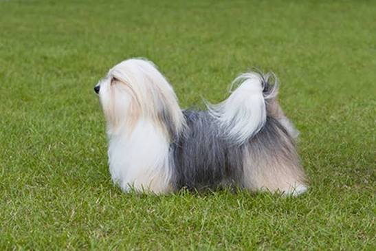 Havanese