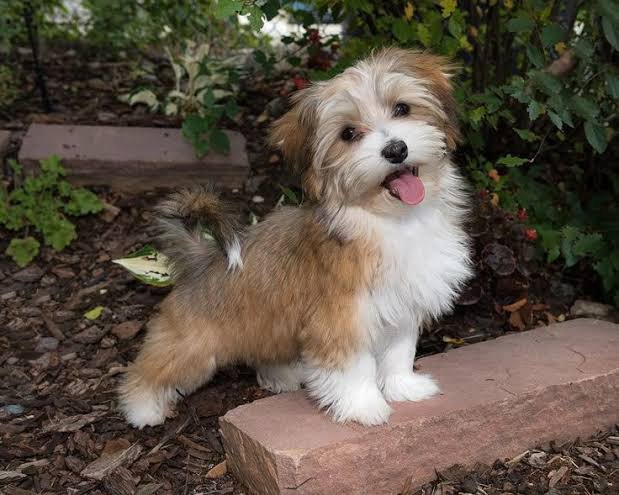 Havanese