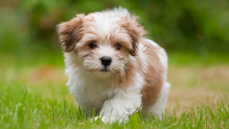 Havanese