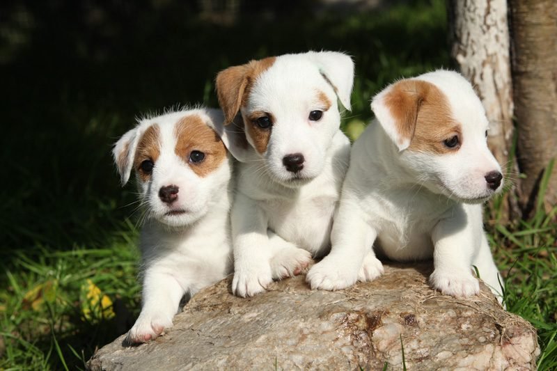 Jack Russell Terrier