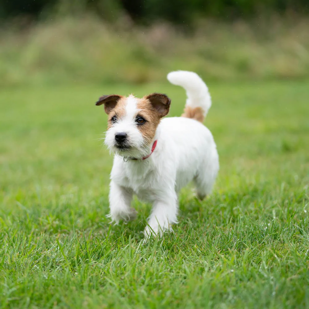 Jack Russell Terrier