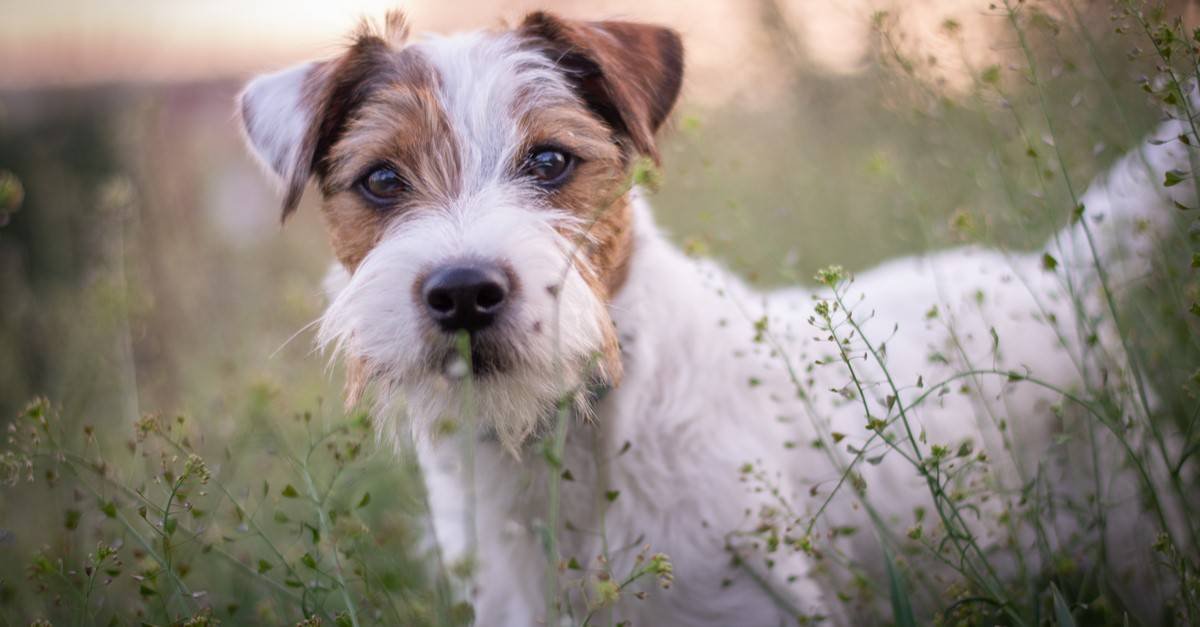 Jack Russell Terrier