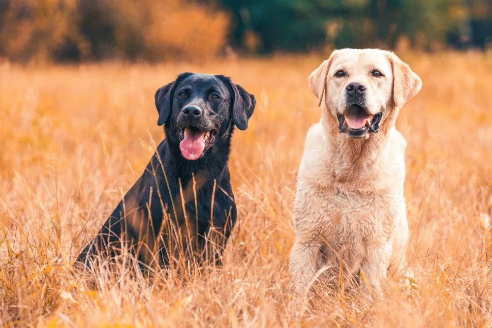 Labrador Retriever