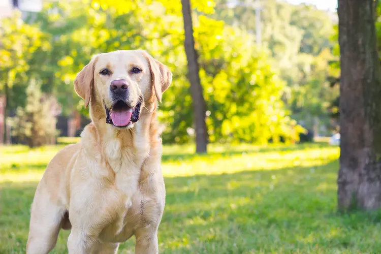 Labrador Retriever