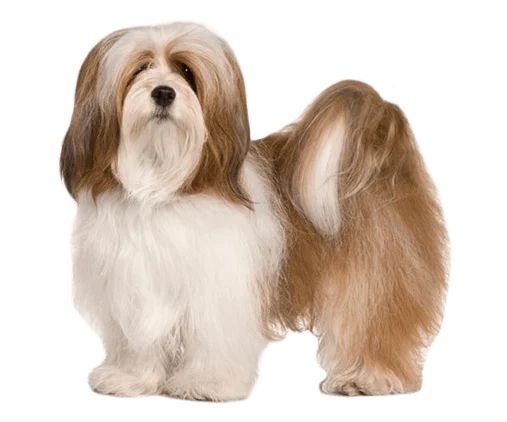 Lhasa Apso