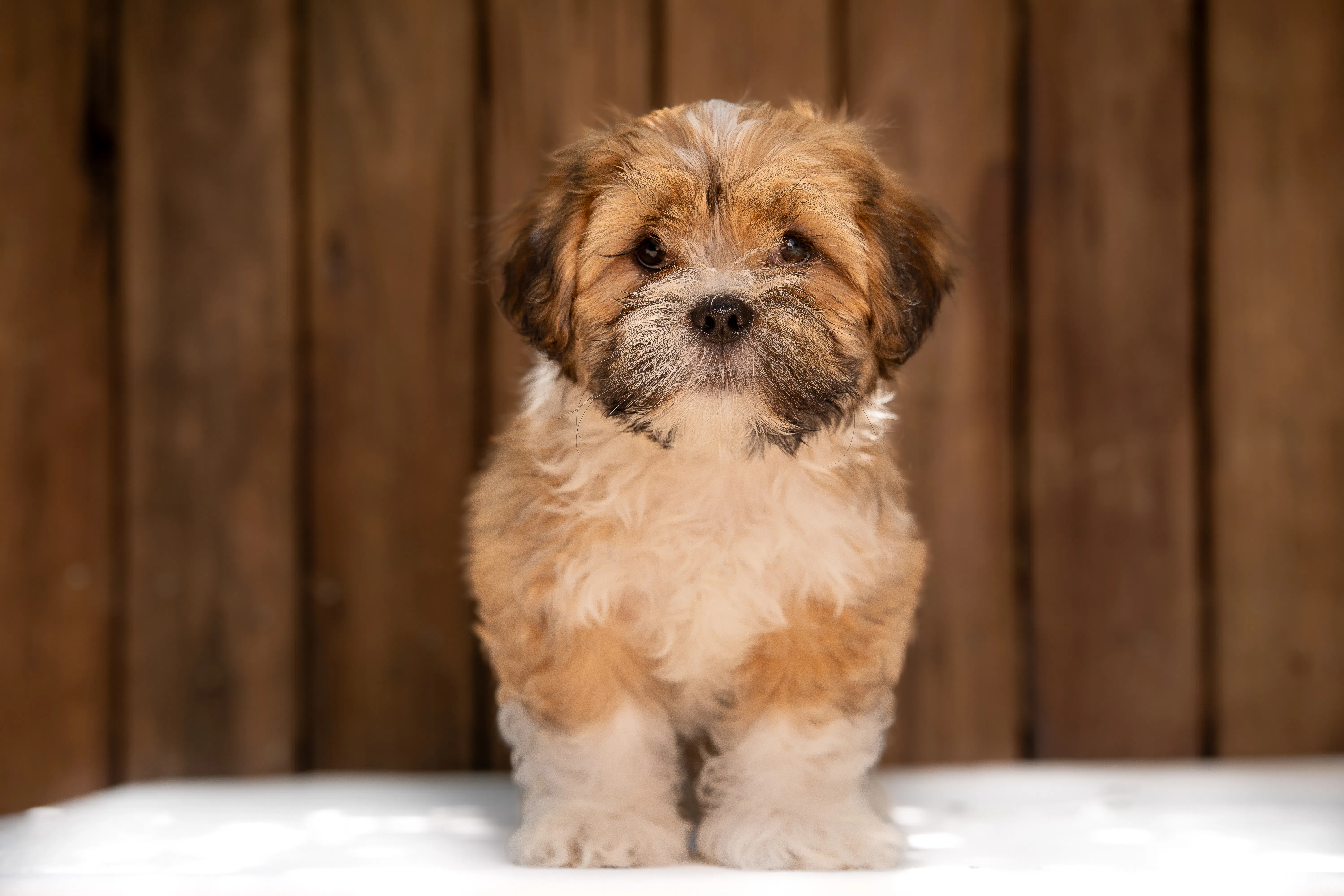 Lhasa Apso