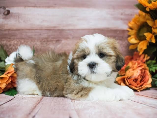 Lhasa Apso