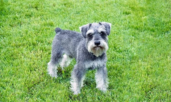 Miniature Schnauzer