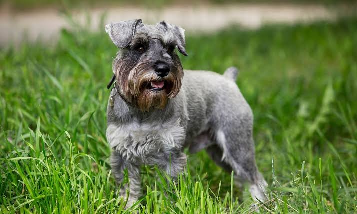 Miniature Schnauzer