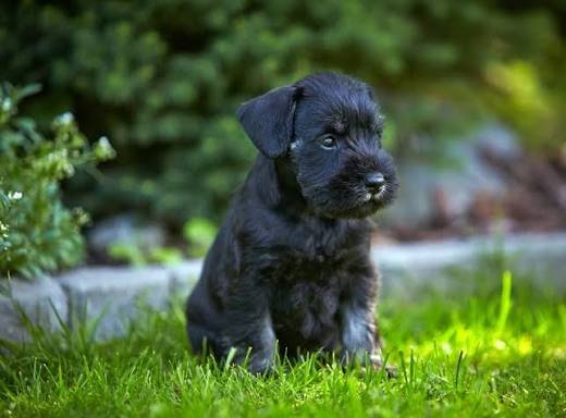 Miniature Schnauzer