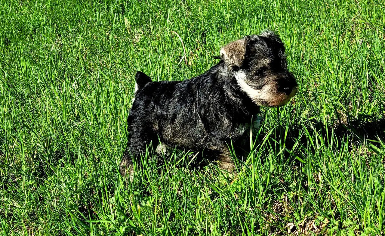 Miniature Schnauzer